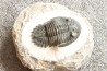 HOLLARDOPS mesocristata - upper emsian - Jbel Gara, Foum zguid, Morocco