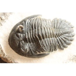 HOLLARDOPS mesocristata - emsien superieur - Jbel Gara, Foum zguid, Maroc