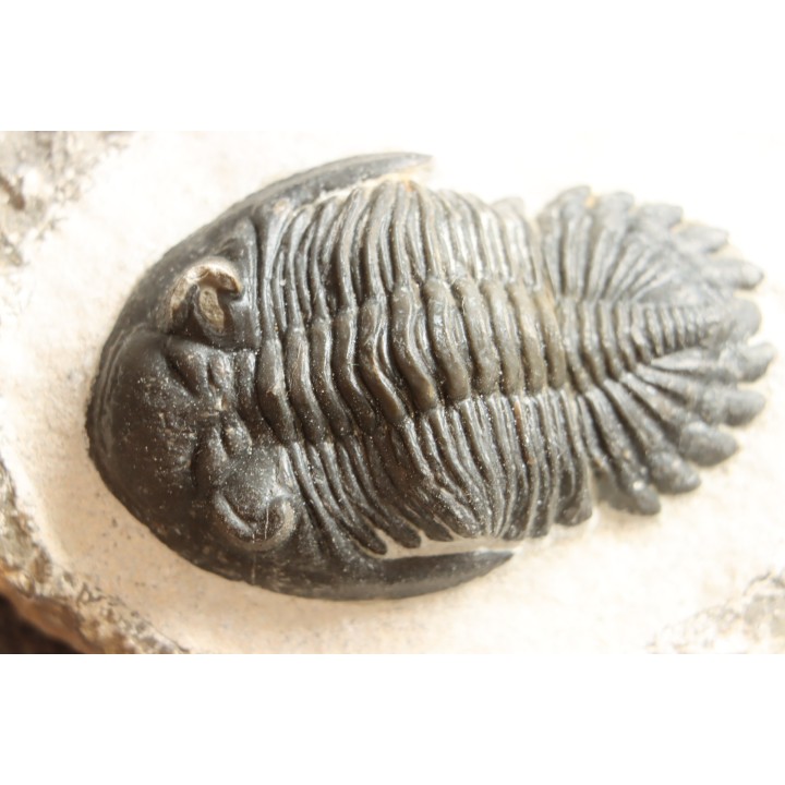 HOLLARDOPS mesocristata - emsien superieur - Jbel Gara, Foum zguid, Maroc