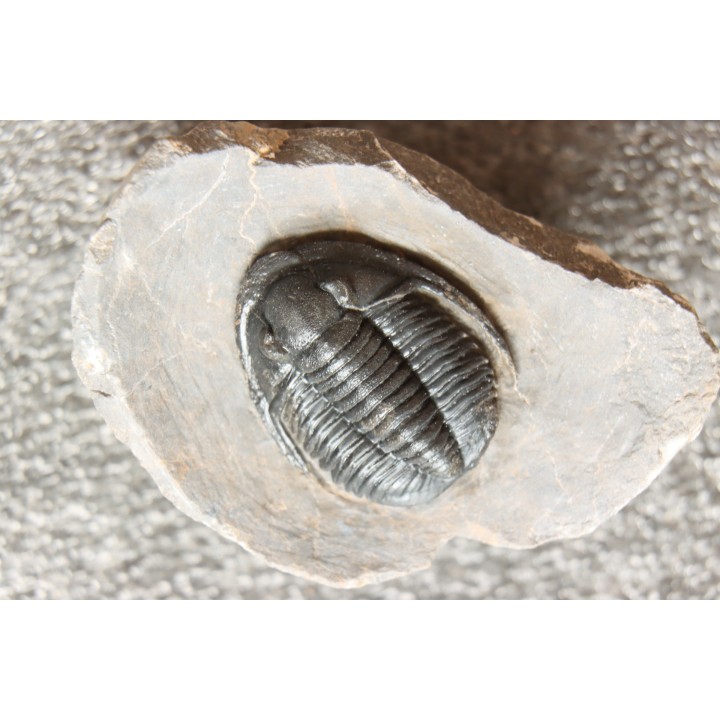 Diademoproetus praecursor - Emsien -  Foum Zguid, Maroc