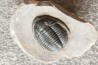Diademoproetus praecursor - Emsien - Foum Zguid, Maroc
