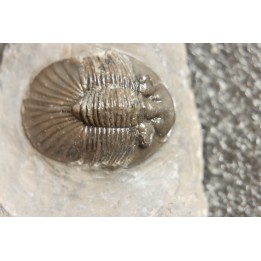 scabriscutellum hammadi - emsian - jbel Oufatene - Morocco