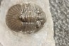 scabriscutellum hammadi - emsian - jbel Oufatene - Morocco