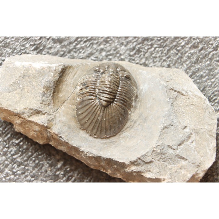 scabriscutellum hammadi - emsien - jbel Oufatene - Maroc