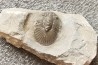 scabriscutellum hammadi - emsien - jbel Oufatene - Maroc