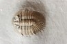 Thysanopeltis speciosa   devonien moyen  jbel issimour - Alnif - Maroc