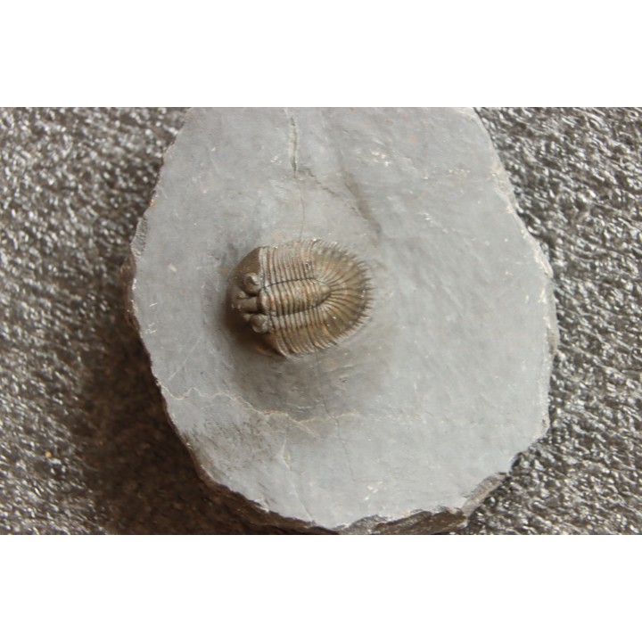 Thysanopeltis speciosa   devonien moyen  jbel issimour - Alnif - Maroc