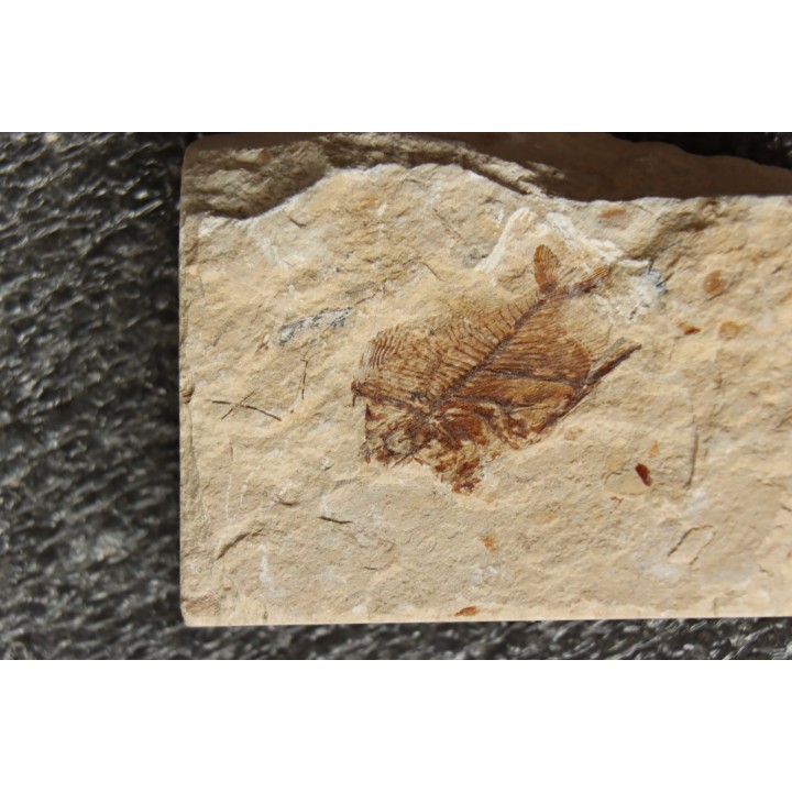 Aipichthys velifer (woodward, 1901) - Cénomanian  Hakil - Byblos - LIBANON