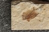 Aipichthys velifer (woodward, 1901) - Cénomanien - Haquel - Byblos - LIBAN