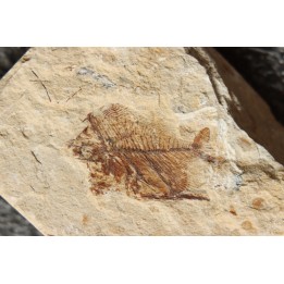 Aipichthys velifer (woodward, 1901) - Cénomanien - Haquel - Byblos - LIBAN