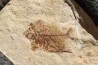 Aipichthys velifer (woodward, 1901) - Cénomanien - Haquel - Byblos - LIBAN
