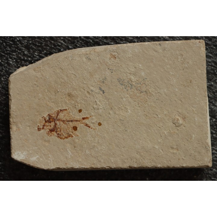 Diplomystus birdi (Woodward, 1895) - Cénomanian  Hakil - Byblos - LIBANON