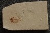 Diplomystus birdi (Woodward, 1895) - Cénomanian Hakil - Byblos - LIBANON
