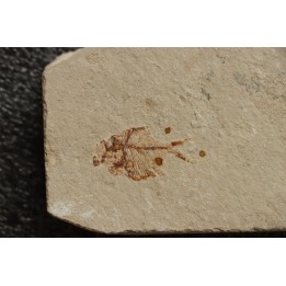 Diplomystus birdi (Woodward, 1895) - Cénomanien - Haquel - Byblos - LIBAN