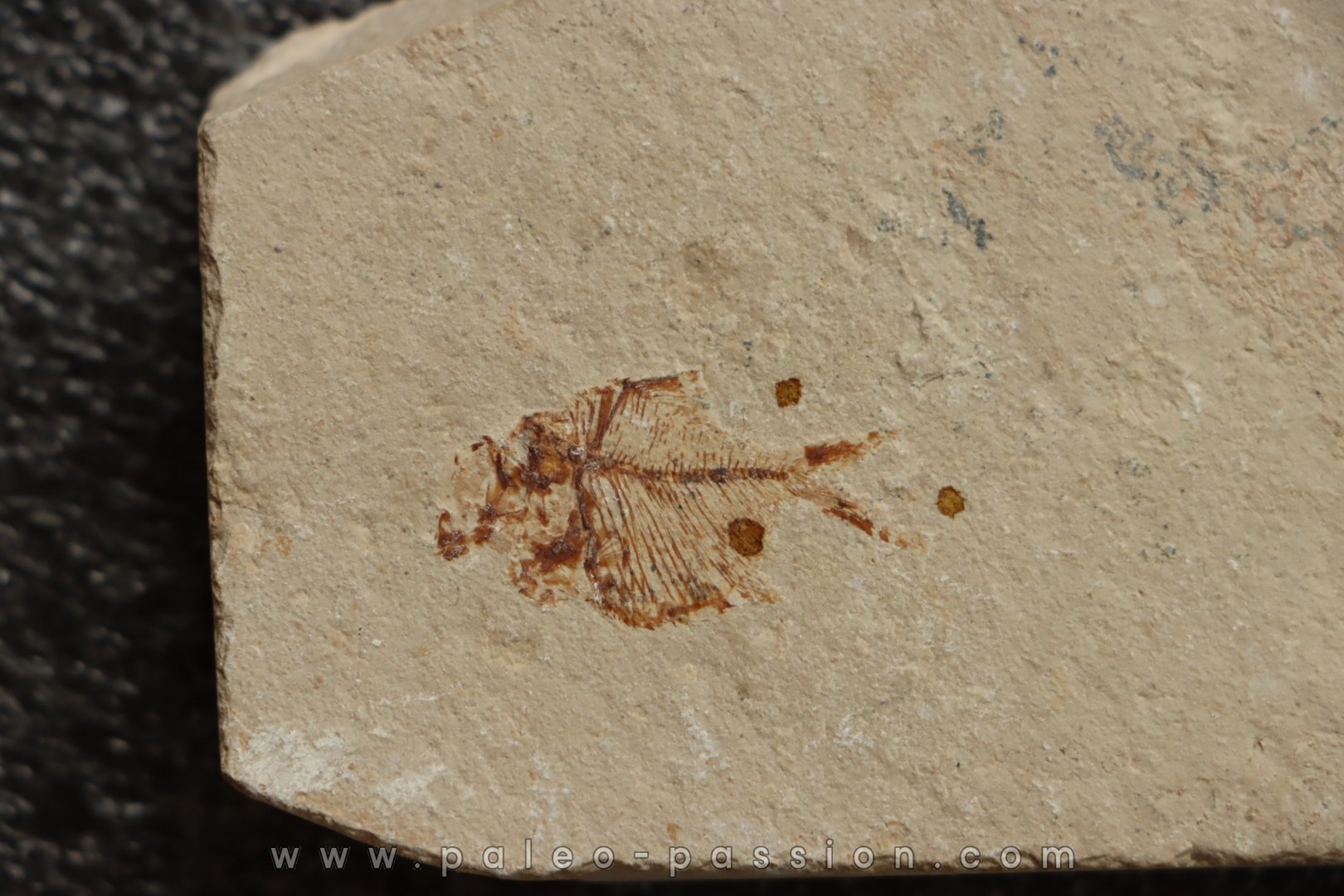 Diplomystus birdi (Woodward, 1895) - Cénomanian Hakil - Byblos - LIBANON