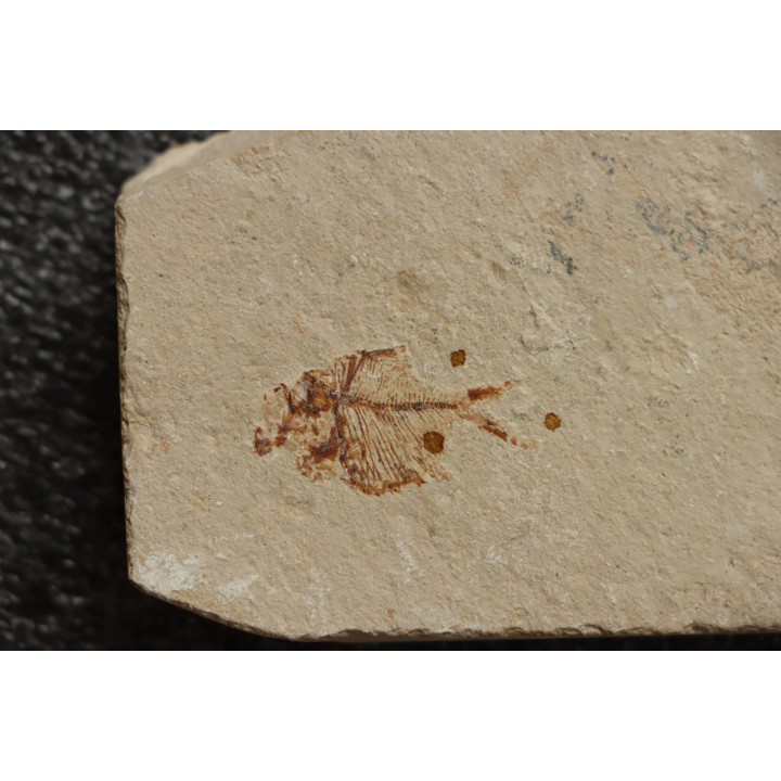 Diplomystus birdi (Woodward, 1895) - Cénomanian  Hakil - Byblos - LIBANON