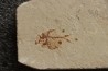Diplomystus birdi (Woodward, 1895) - Cénomanian Hakil - Byblos - LIBANON