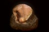 fossile de bivalve en rhodocrosite  Arcicardium acardo  pliocene  Kerch peninsula, Crimea, UKRAINE