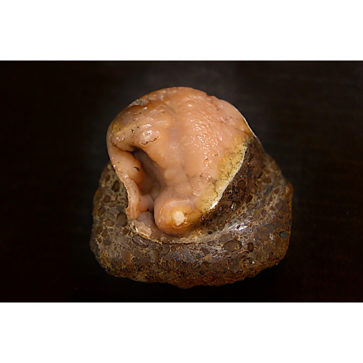 fossile de bivalve en rhodocrosite  Arcicardium acardo  pliocene  Kerch peninsula, Crimea, UKRAINE