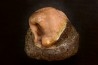 fossile de bivalve en rhodocrosite  Arcicardium acardo  pliocene  Kerch peninsula, Crimée, UKRAINE