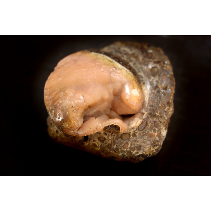 fossile de bivalve en rhodocrosite  Arcicardium acardo  pliocene  Kerch peninsula, Crimée, UKRAINE