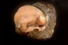 fossile de bivalve en rhodocrosite  Arcicardium acardo  pliocene  Kerch peninsula, Crimea, UKRAINE