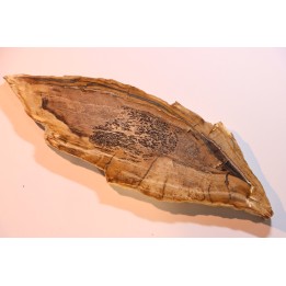 CALLIXYLON WHITEANUM - Devonien - Woodford Shale - Oklahoma - USA