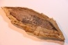CALLIXYLON WHITEANUM - Devonien - Woodford Shale - Oklahoma - USA
