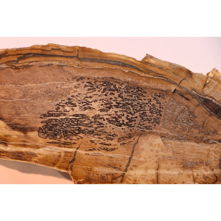 CALLIXYLON WHITEANUM - Devonian - Woodford Shale  - Oklahoma - USA