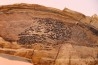 CALLIXYLON WHITEANUM - Devonien - Woodford Shale - Oklahoma - USA