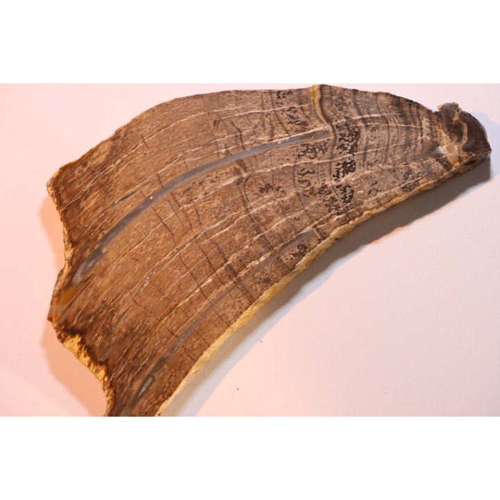 CALLIXYLON WHITEANUM - Devonien - Woodford Shale - Oklahoma - USA