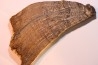 CALLIXYLON WHITEANUM - Devonian - Woodford Shale - Oklahoma - USA