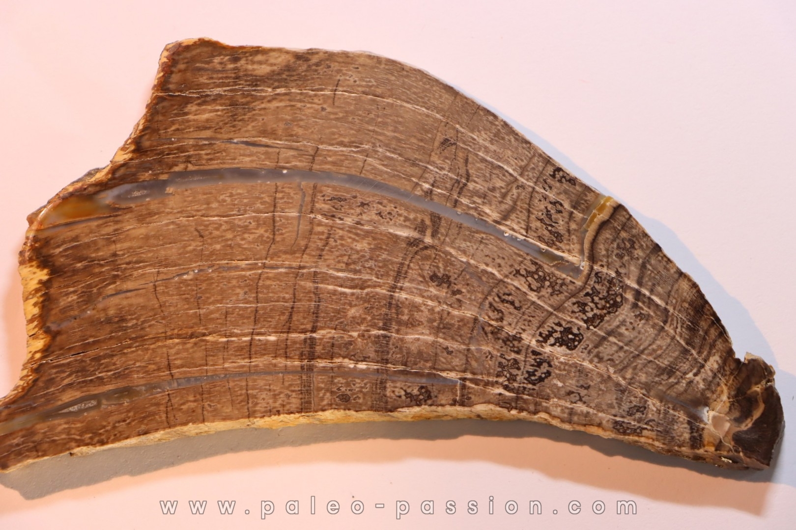 CALLIXYLON WHITEANUM - Devonian - Woodford Shale - Oklahoma - USA