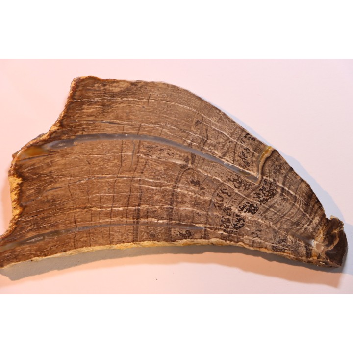 CALLIXYLON WHITEANUM - Devonian - Woodford Shale  - Oklahoma - USA