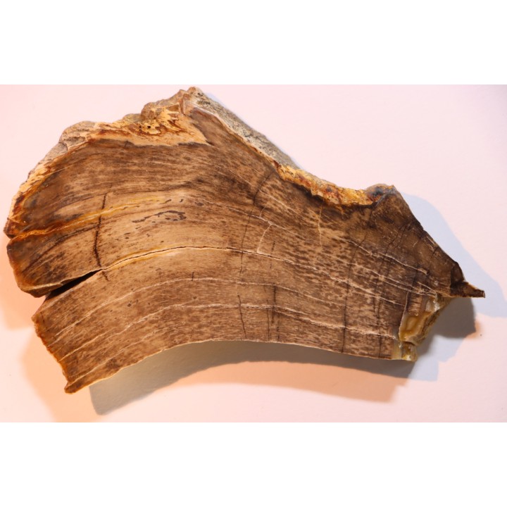 CALLIXYLON WHITEANUM - Devonien - Woodford Shale - Oklahoma - USA