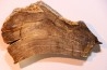 CALLIXYLON WHITEANUM - Devonian - Woodford Shale - Oklahoma - USA