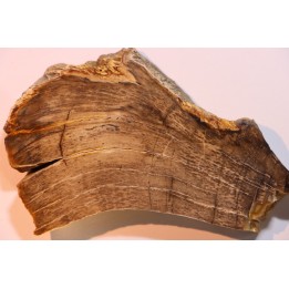 CALLIXYLON WHITEANUM - Devonian - Woodford Shale  - Oklahoma - USA