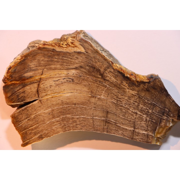 CALLIXYLON WHITEANUM - Devonian - Woodford Shale  - Oklahoma - USA