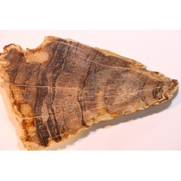 CALLIXYLON WHITEANUM - Devonian - Woodford Shale  - Oklahoma - USA