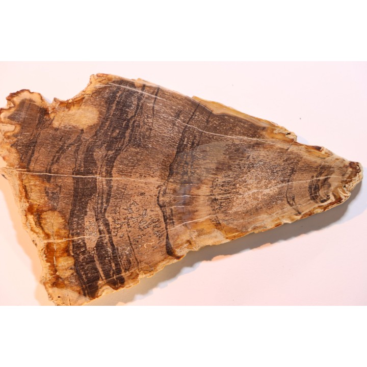 CALLIXYLON WHITEANUM - Devonien - Woodford Shale - Oklahoma - USA