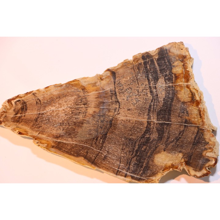 CALLIXYLON WHITEANUM - Devonian - Woodford Shale  - Oklahoma - USA