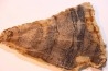 CALLIXYLON WHITEANUM - Devonien - Woodford Shale - Oklahoma - USA