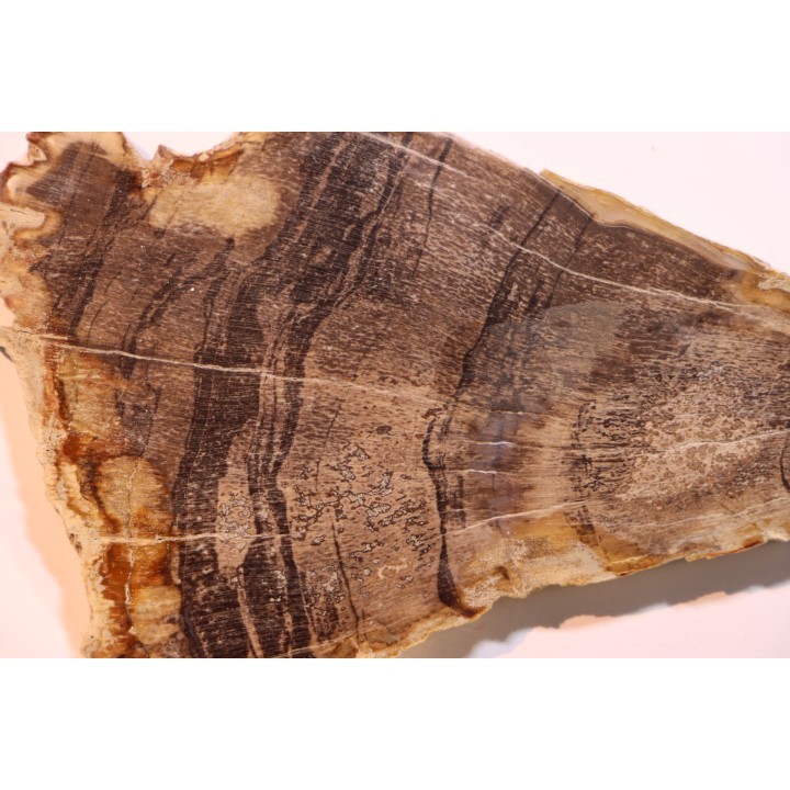 CALLIXYLON WHITEANUM - Devonian - Woodford Shale  - Oklahoma - USA
