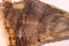 CALLIXYLON WHITEANUM - Devonian - Woodford Shale  - Oklahoma - USA