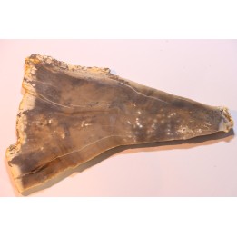 CALLIXYLON WHITEANUM - Devonian - Woodford Shale  - Oklahoma - USA
