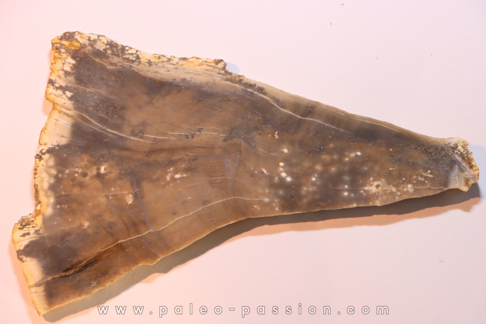 CALLIXYLON WHITEANUM - Devonian - Woodford Shale - Oklahoma - USA