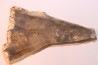 CALLIXYLON WHITEANUM - Devonien - Woodford Shale - Oklahoma - USA