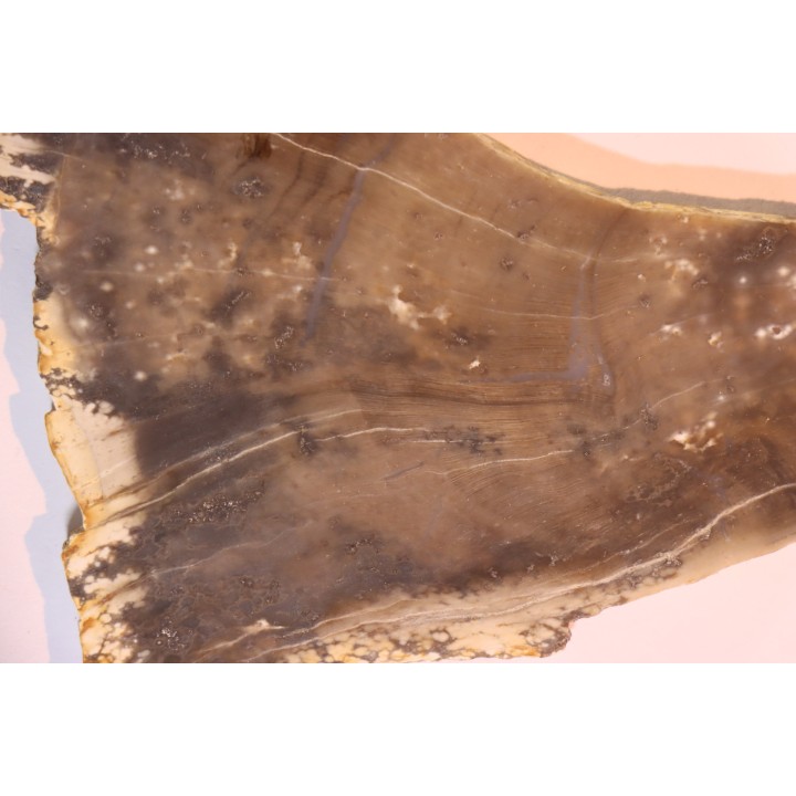 CALLIXYLON WHITEANUM - Devonian - Woodford Shale  - Oklahoma - USA