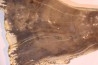CALLIXYLON WHITEANUM - Devonian - Woodford Shale - Oklahoma - USA