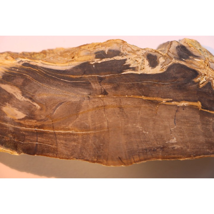 CALLIXYLON WHITEANUM - Devonian - Woodford Shale  - Oklahoma - USA